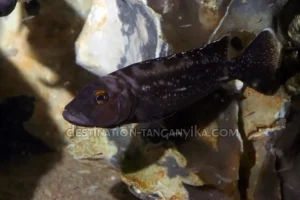 Lepidiolamprologus elongatus 2 Lepidiolamprologus elongatus femelle