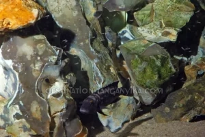 Lepidiolamprologus elongatus 3 Lepidiolamprologus elongatus aménagement