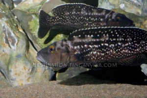 Lepidiolamprologus elongatus 6 Lepidiolamprologus elongatus
