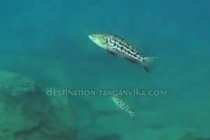 Lepidiolamprologus elongatus 9 Lepidiolamprologus elongatus