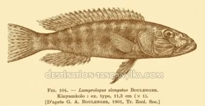 Lepidiolamprologus elongatus Lepidiolamprologus elongatus