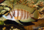 Altolamprologus calvus "gold"