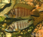 Altolamprologus calvus "gold"