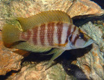 Altolamprologus calvus "gold"
