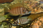 Altolamprologus calvus "gold"