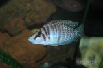 Altolamprologus calvus "white"