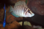 Altolamprologus calvus "white"