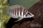 Altolamprologus calvus "white"