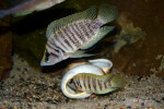 Altolamprologus calvus "white"