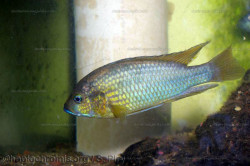 A. straeleni