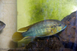 A. straeleni