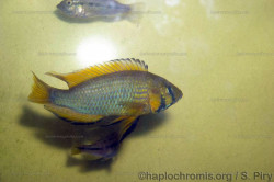 A. straeleni
