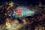 A. burtoni du Burundi. A. burtoni