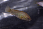 A. burtoni mâle juvénile en aquarium. A. burtoni
