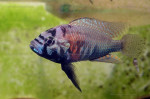 A. burtoni de la Kalambo (Zambia). A. burtoni