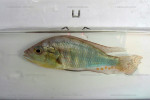 A. burtoni du Congo (Kalundu)- Y. Fermon. A. burtoni