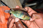 Astatotilpia burtoni - à Mkuyu capturé par des enfants. Astatotilpia burtoni