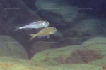 A. leptura