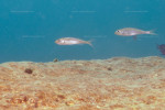 Asprotilapia leptura