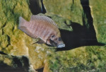 A. compressiceps