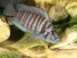 A. compressiceps Kabwe