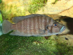 A. compressiceps