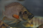 Amatolaprologus "red fin"