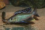 Cy. furcifer