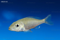 C. stappersi