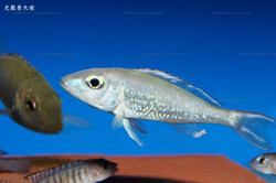 C. stappersi