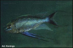Cyathopharynx furcifer "Moliro"