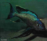 Cyathopharynx foae Kigoma