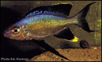 Cyathopharynx foae Magara
