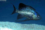 Cyathopharynx foai Moliro