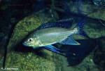 Cyathopharynx foae Ruziba