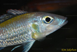C. stappersi