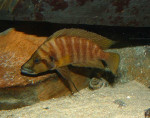 A. compressiceps de Zambie.