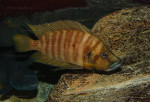 A. compressiceps de Zambie.