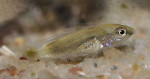 Altolamprologus sp. compressiceps "shell"