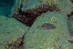 A. compressiceps