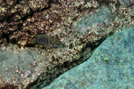 A. compressiceps