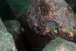 A. compressiceps