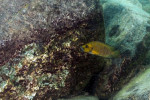 A. compressiceps