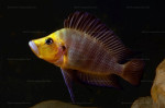 A. compressiceps