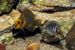 A. compressiceps