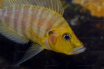 A. compressiceps