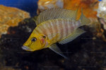 A. compressiceps