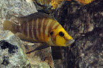 A. compressiceps