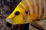 A. compressiceps
