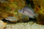 Altolamprologus sp. compressiceps "shell"